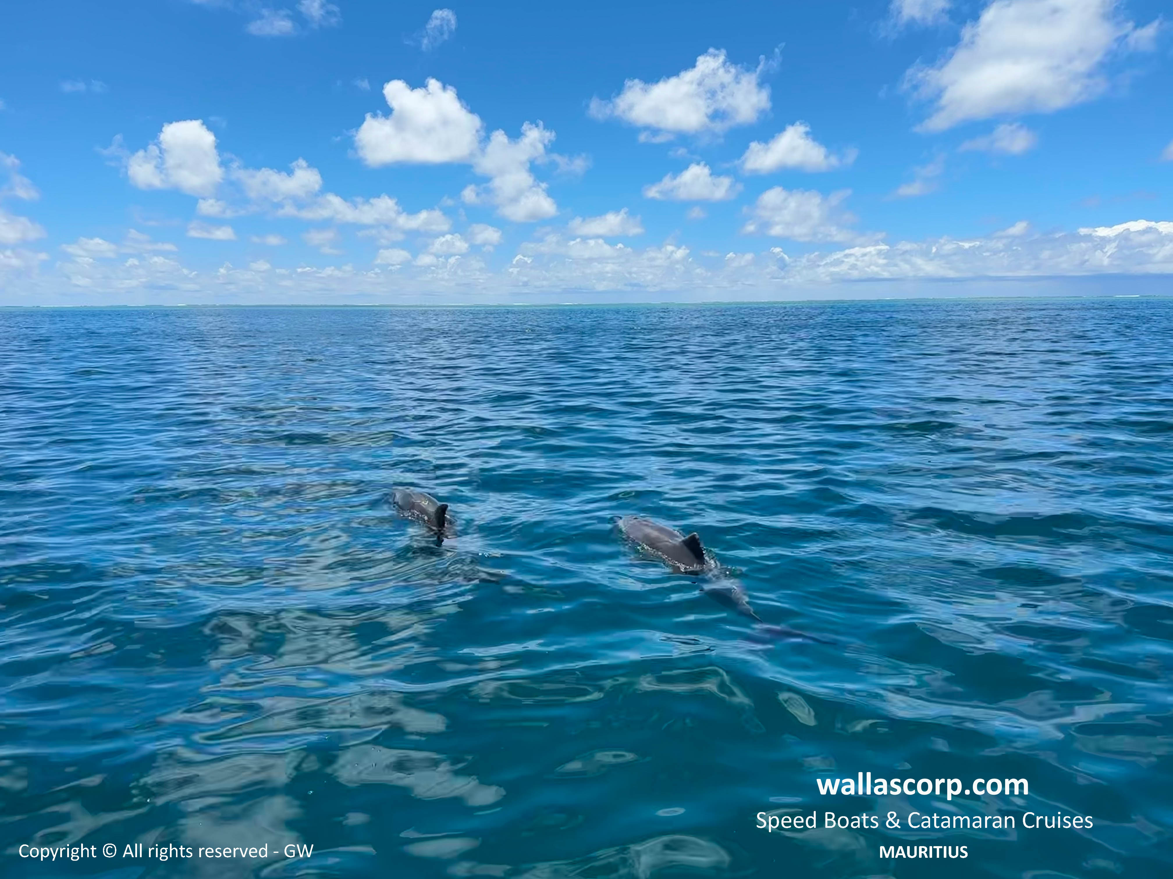 Dolphins photographed off the East Coast