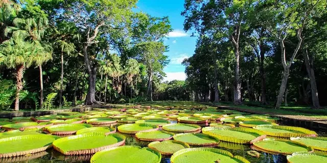 Giant water lilies at Pamplemousses Botanical Garden, Mauritius