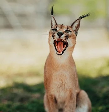 A caracal with distinctive tufted ears at Casela Nature Parks in Mauritius.