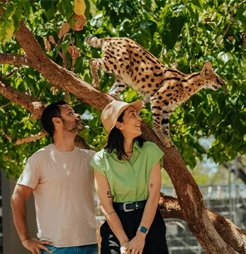 Visitors feeding giraffes from a platform at Casela Nature Parks in Mauritius.
