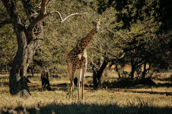 Giraffe among the trees at Casela Nature Parks, Mauritius