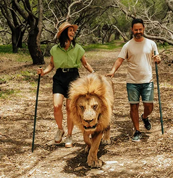 Visitors and a handler walking beside a lion at Casela Nature Parks in Mauritius.