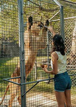 A visitor at the lion-feeding viewing barrier at Casela Nature Parks in Mauritius.