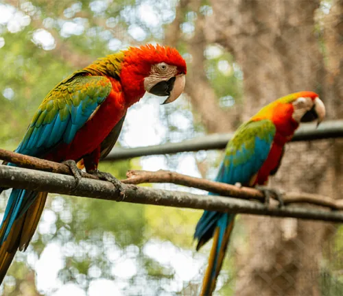 Colourful macaws perched on a branch at Casela Nature Parks in Mauritius.