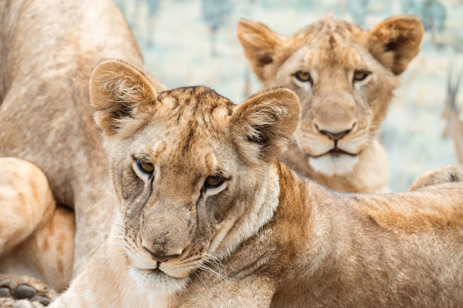 Lions resting together at Casela Nature Parks in Mauritius.