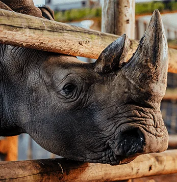 Close-up of a rhinoceros at Casela Nature Parks in Mauritius.