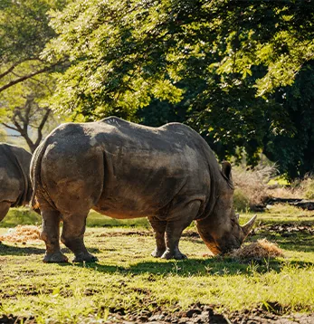 A rhinoceros standing beneath trees at Casela Nature Parks in Mauritius.