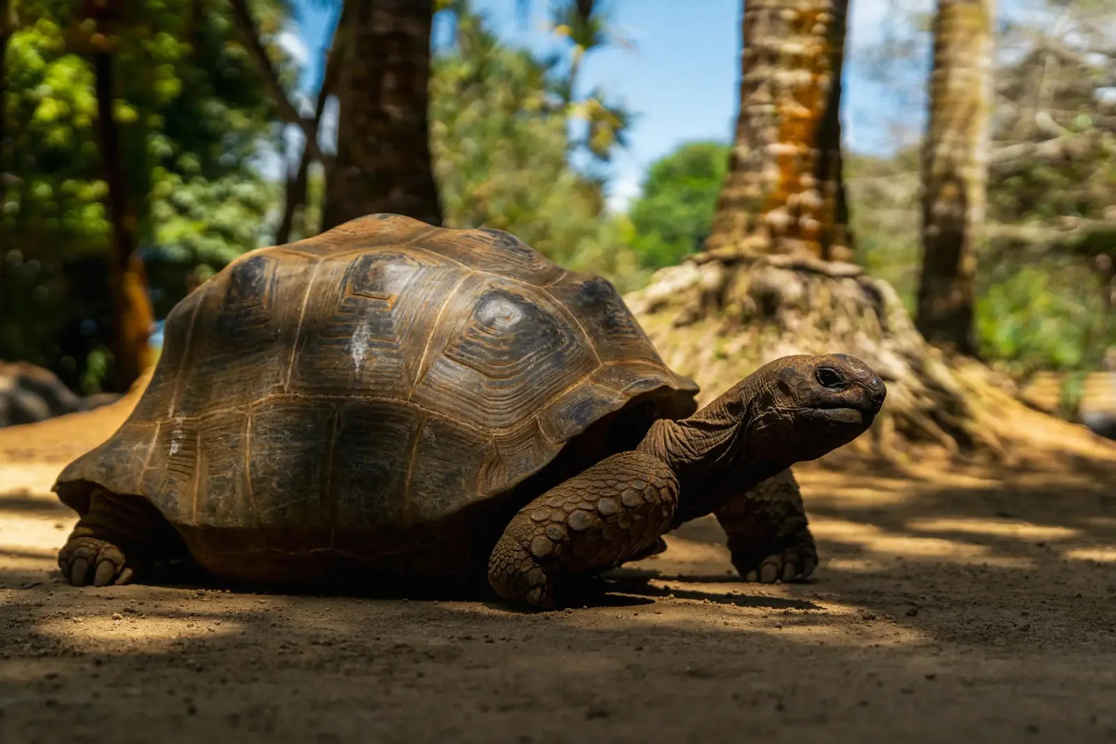 An Aldabra giant tortoise on a shaded path at La Vanille Nature Park in Mauritius.
