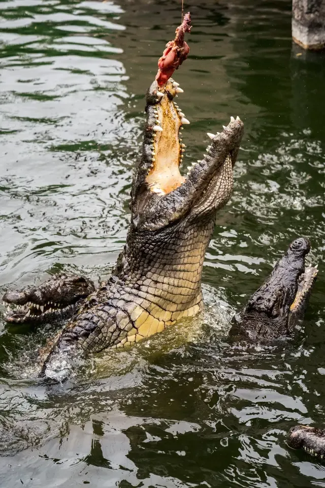A crocodile reaching for food during a feeding display at La Vanille Nature Park in Mauritius.