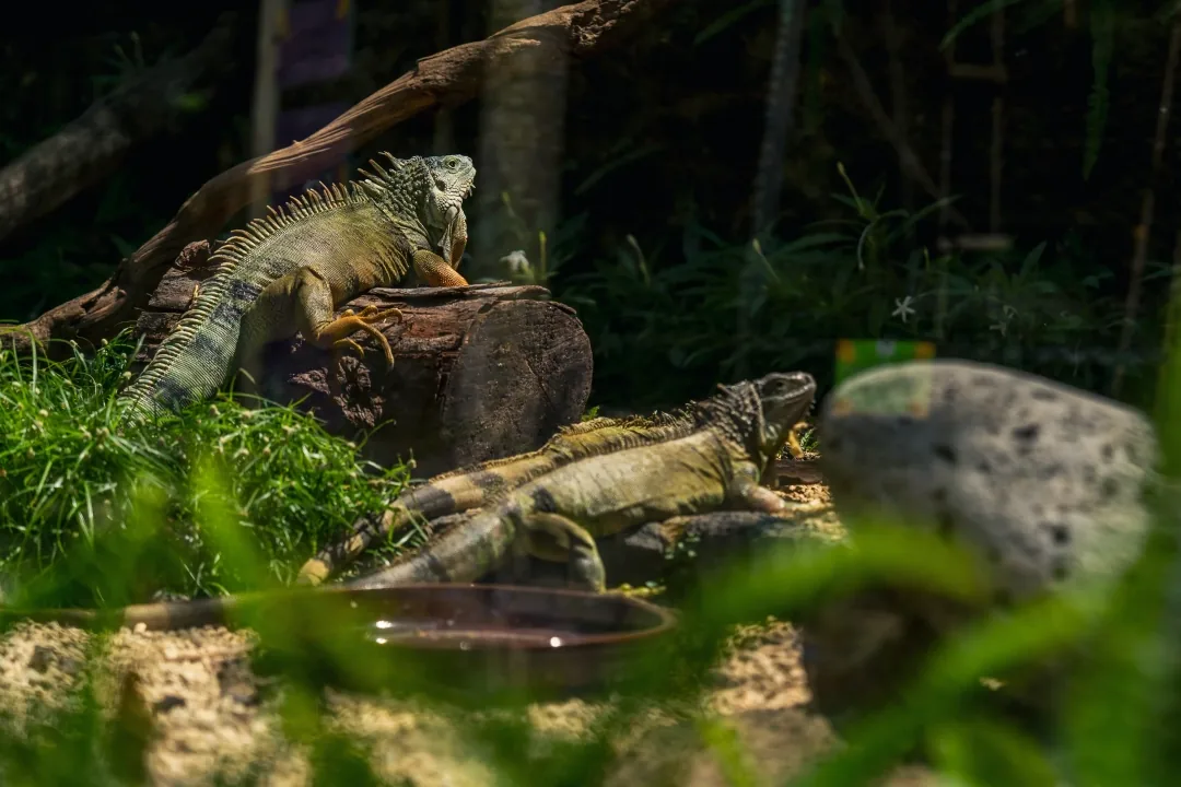Iguanas resting among rocks and vegetation at La Vanille Nature Park in Mauritius.