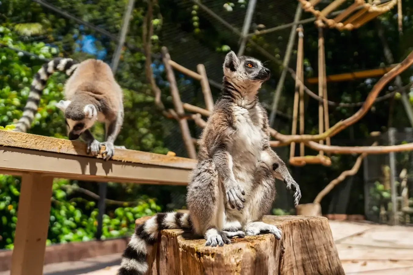 Ring-tailed lemurs on a wooden platform at La Vanille Nature Park in Mauritius.
